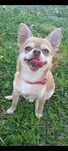 Reproduktor Chihuahua