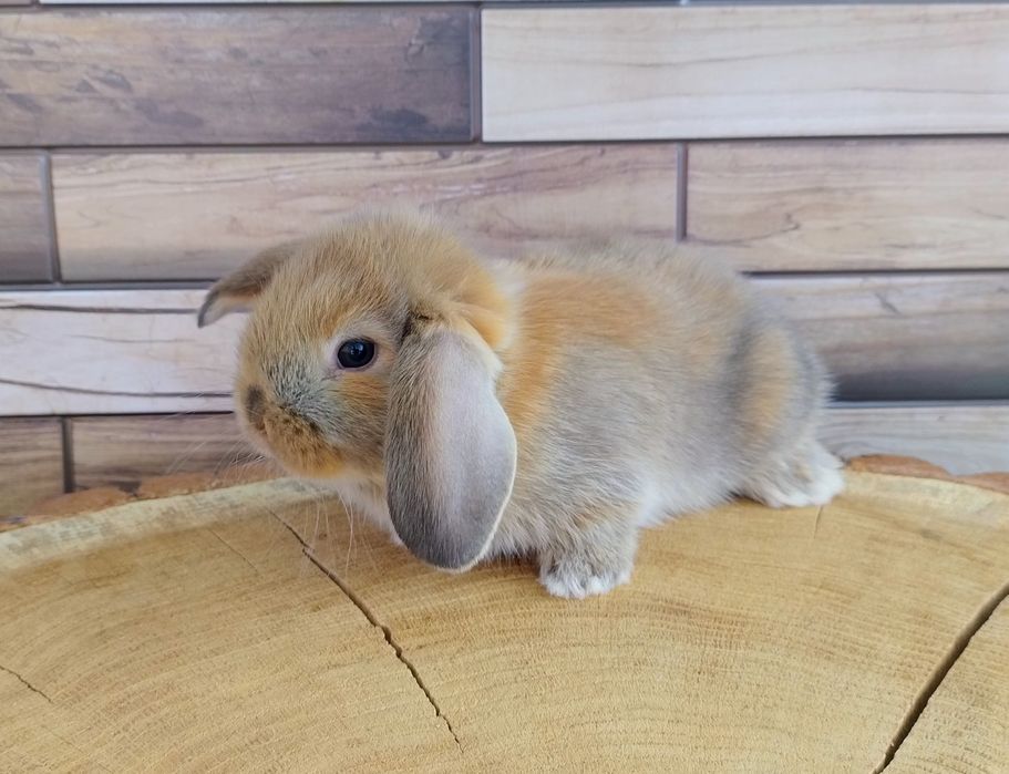 Mini lop wolne króliczki baranki