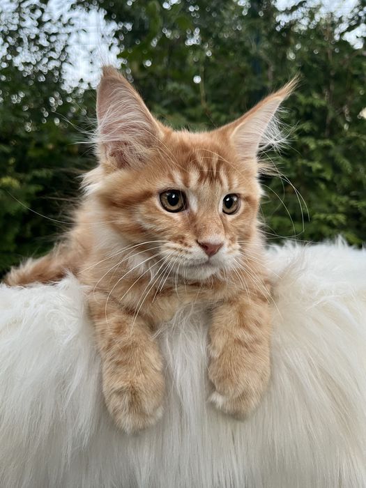 Хлопчик мейн кун