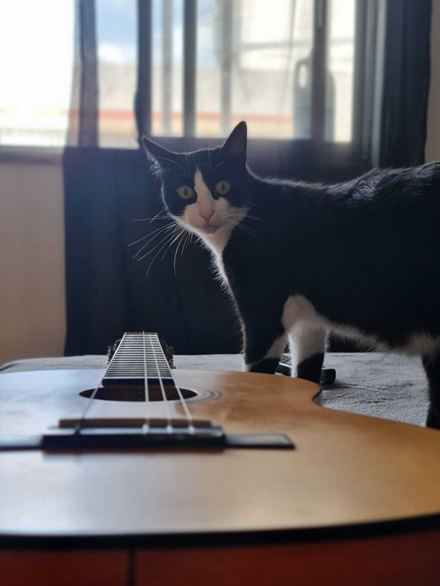 Doa se gatinho para adoção
