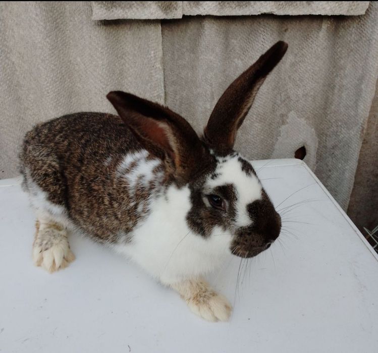 Продам робочого самця