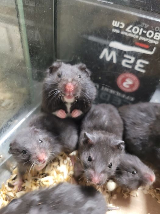 Czarny chomik syryjski w sklep zoologiczny Pawik.pl