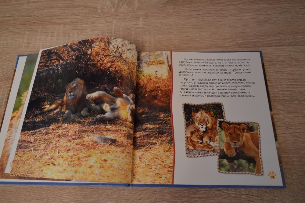 Детская книга "Львы. Первое знакомство"