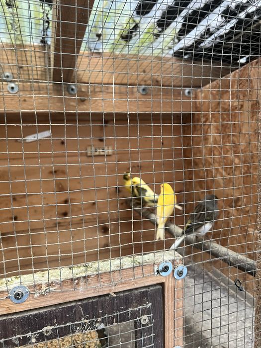 Kanarki zmienią wolierę