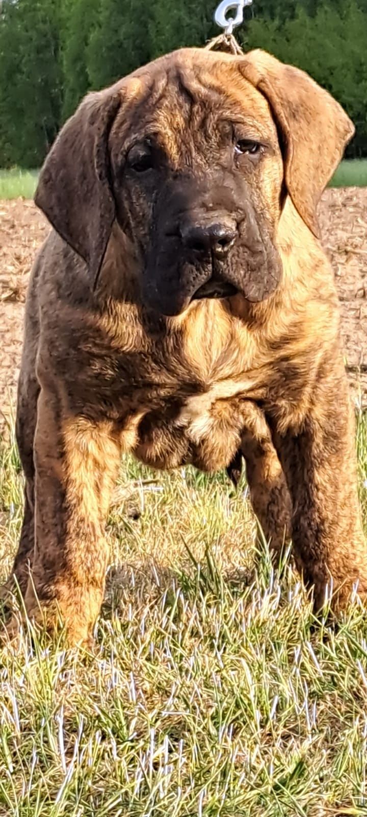 Szczeniak Presa Canario ZKwP/FCI