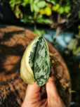 Scindapsus Mayari variegata scyndapsus kolekcjonerski liść ukorzeniony