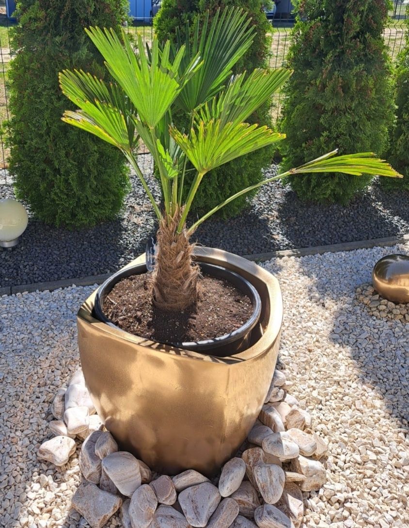 Trachycarpus Wagnerianus szorskowiec fortuniego palma 100cm