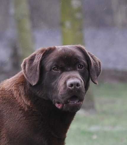 Labrador Retriever szczenie z rodowodem ZKwP, FCI Badania Genetyczne