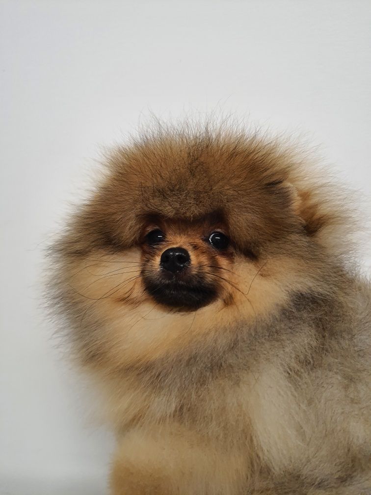 Piękny piesek pomeranian