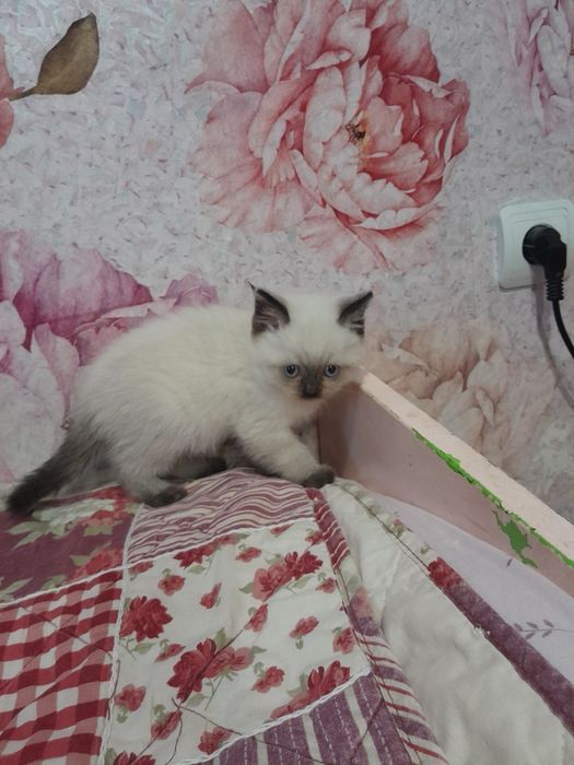 Кошенятко хлопчик