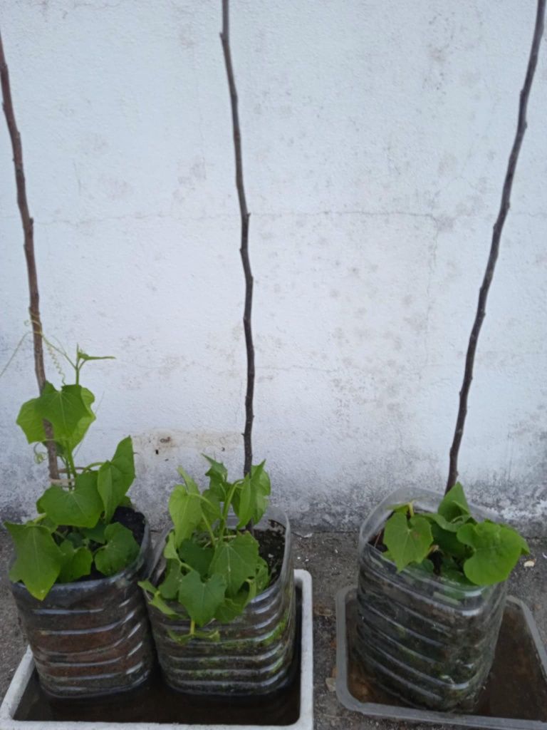 Vendo chuchus para transplantar, não tem picos.