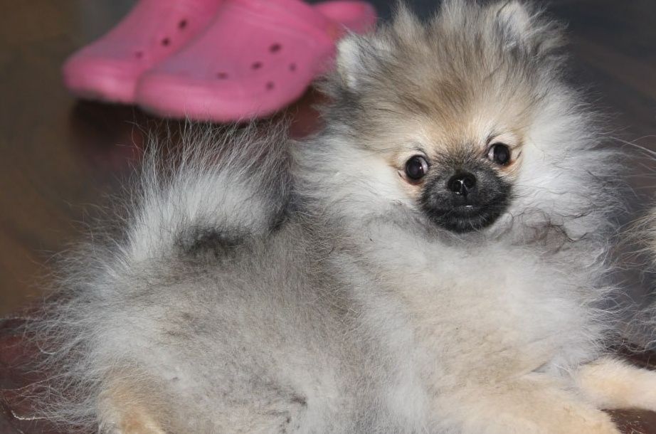 Miniaturowy szpic pomorski