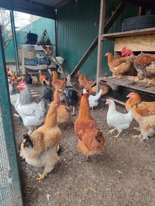 Домашнє м'ясо курей та кролика