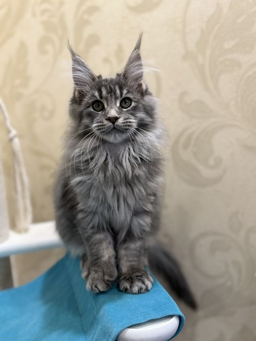 Шикарная девочка Мей кун