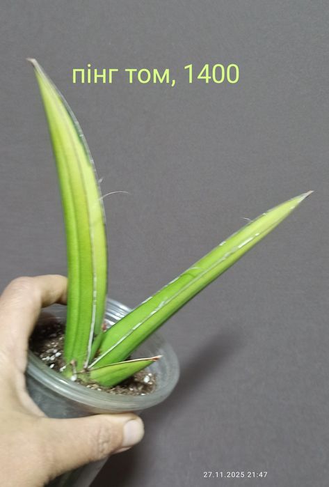 Сансевієрії Індонезія адаптовані