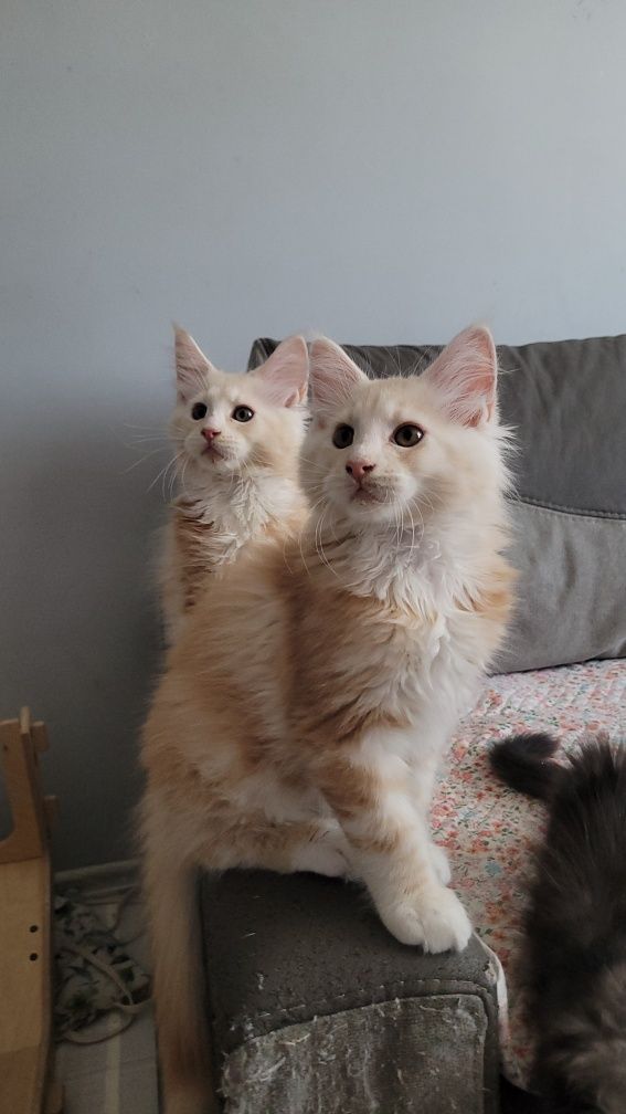 Kocurek Maine Coon z prawem hodowlanym
