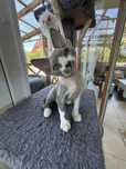 Piekne Devon Rex