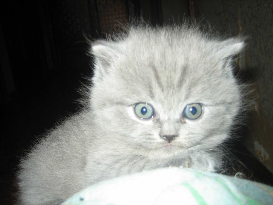 шатландские и британские котята