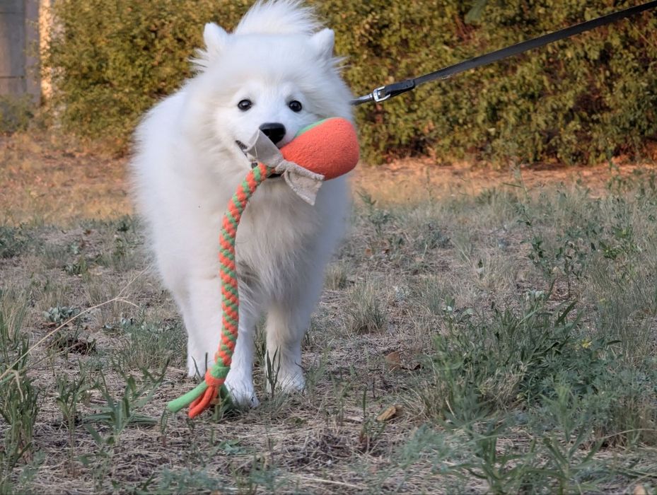 Японский шпиц КСУ