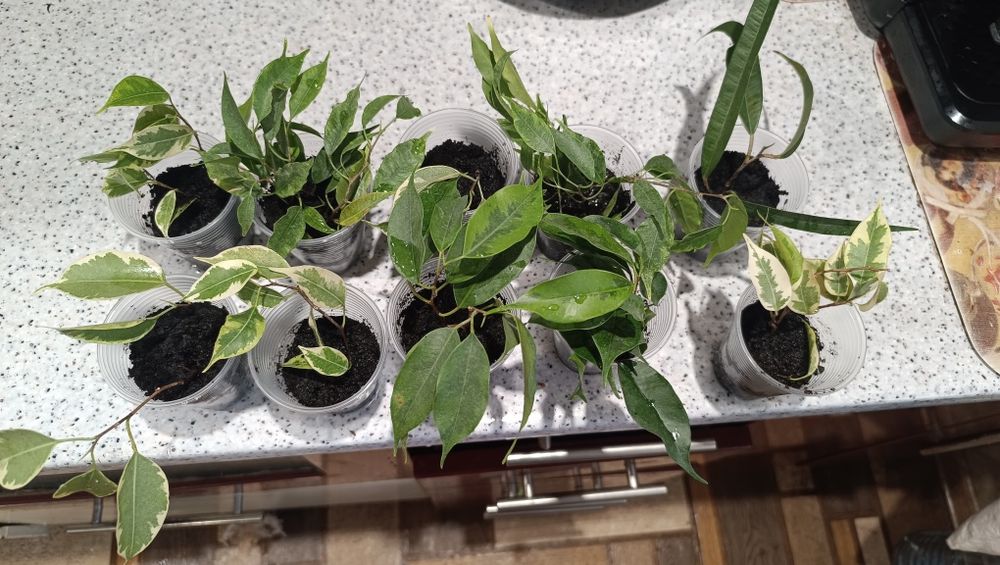 Фікуси Бенджаміна різних сортів, Регідан, Анастасія Старлайт, Голден К