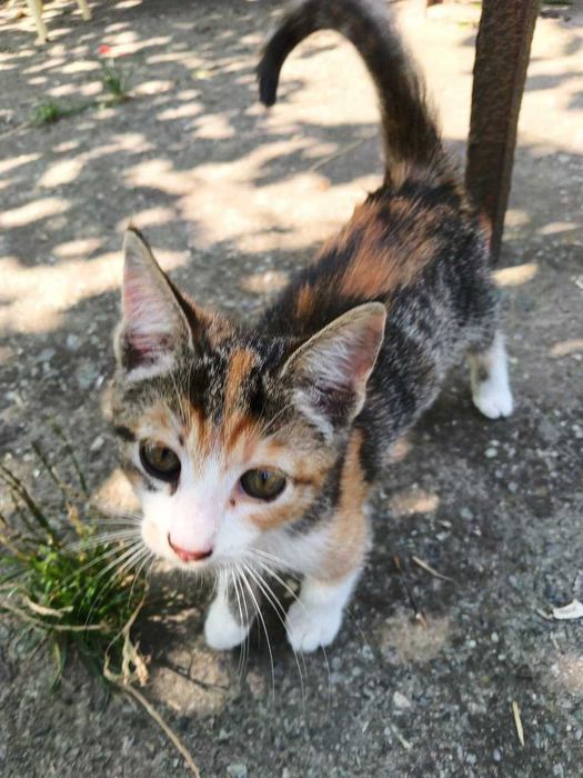 продам Котят не дорого
