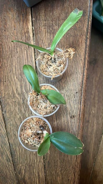 орхідея фаленопсис метелик фласка