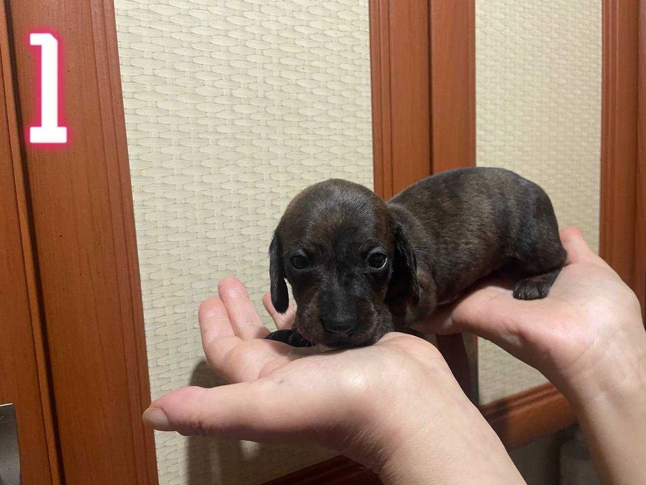 Тигровые чистокровные щенки мини таксы/тигрові цуценята міні