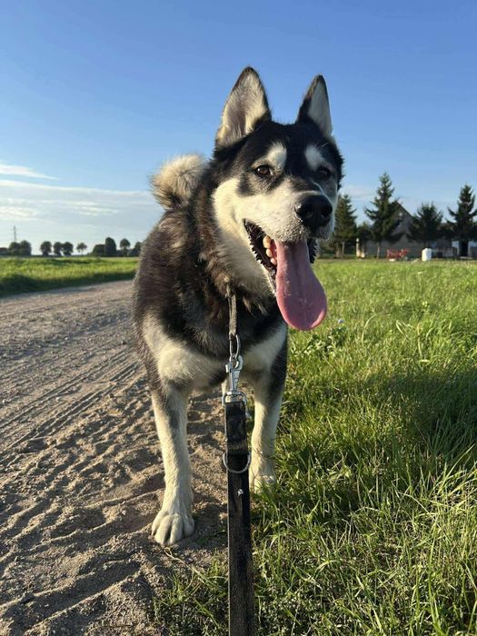 Pies w typie husky do adopcji!