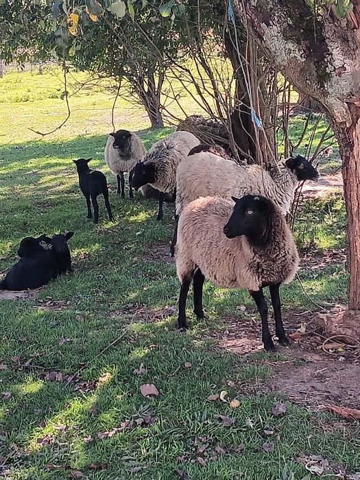 Sprzedam jagnieta wrzosówki