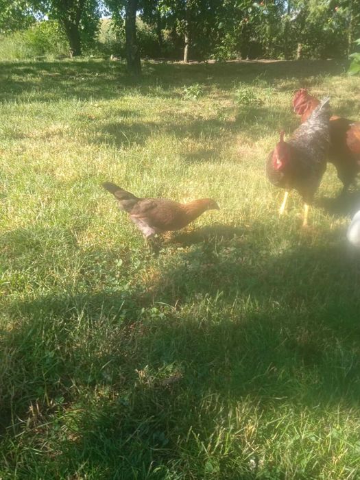 Kury nioski 16 tygodniowe