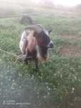 Cabrito anão 6 anos