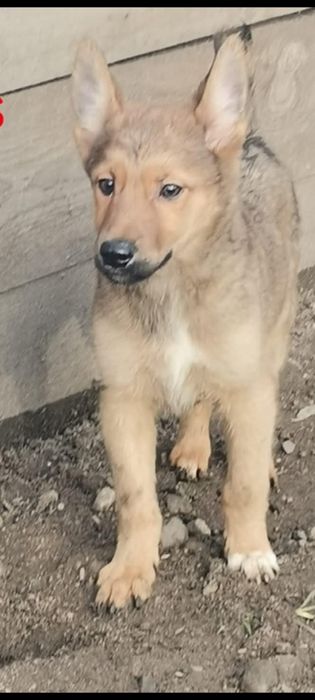 Szczeniaki 3 miesiące 3 chłopców