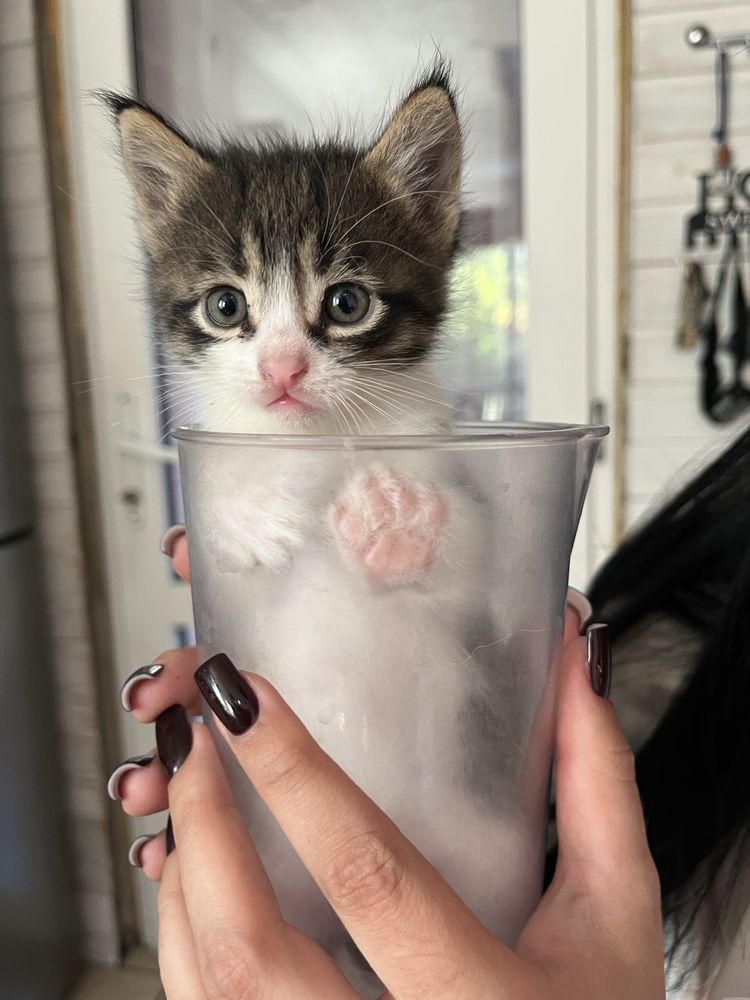 Котёнок ищет любящую семью.
