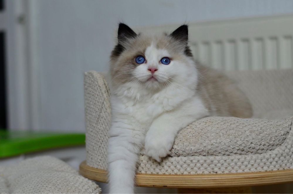 Ragdoll Cudny Kocurek Ciro