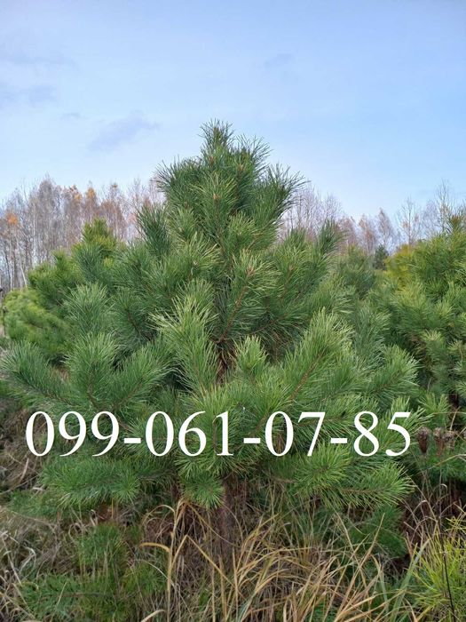 Новорічна ялинка опт Сосна