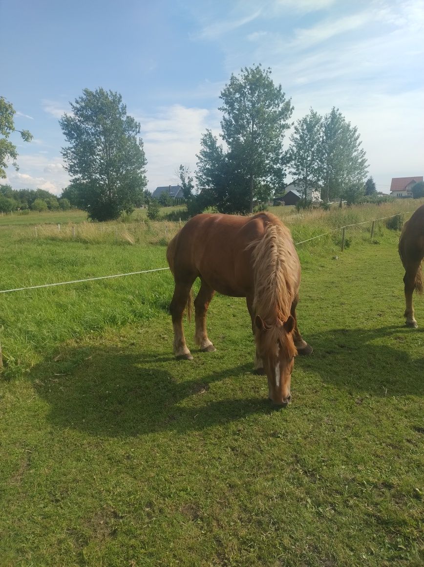 4 klacze zimnokrwiste