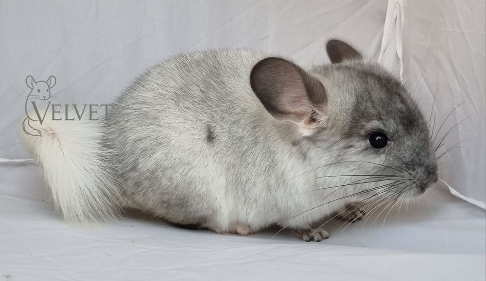 Szynszyla szynszyl samica biała perła biało czarna