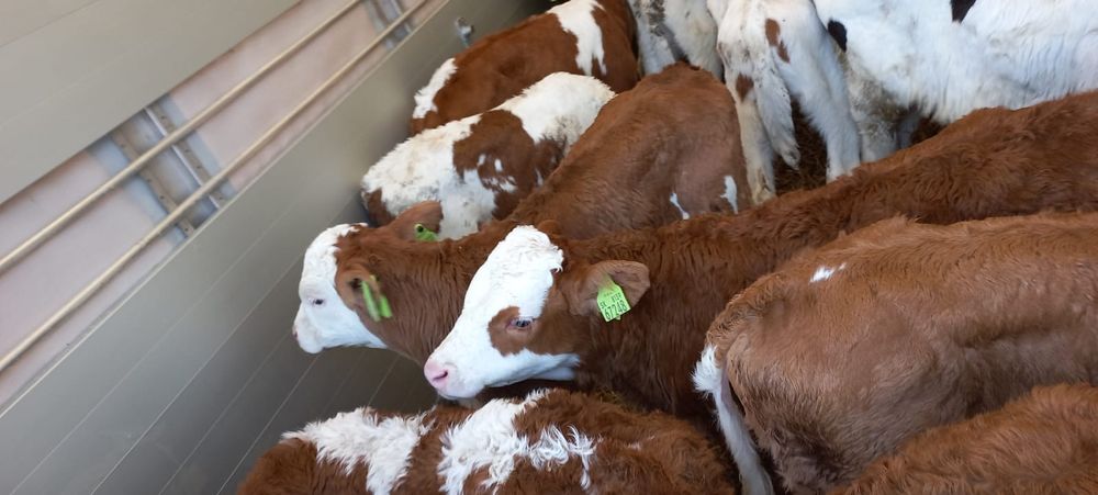 Cielaki mięsne byczki