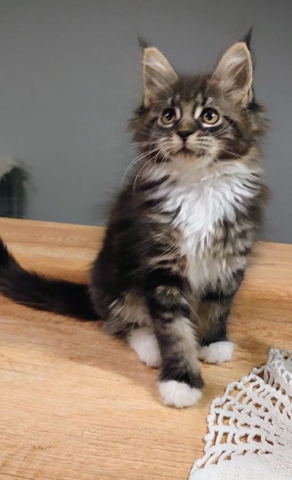 Diuna piękna dziewczyna do hodowli