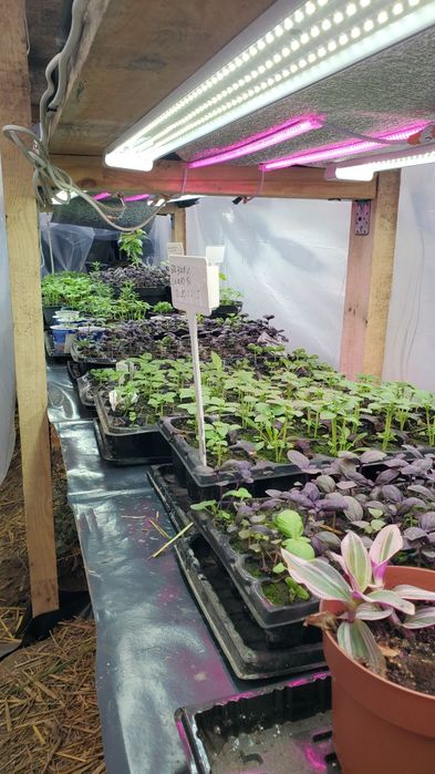 М'ята Шоколадниця в горщиках. Сорт бомбовіший