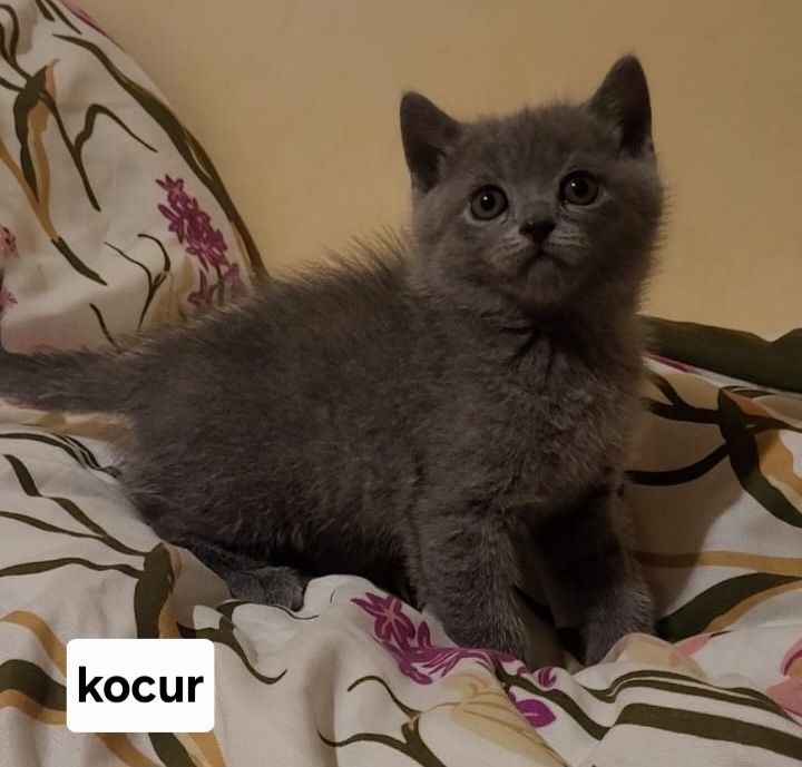 Kot brytyjski kociak