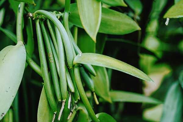 Sadzonka Wanilli - Vanilla Planifolia Tropikalna