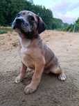 Amstaff suczka merle tanio !!!