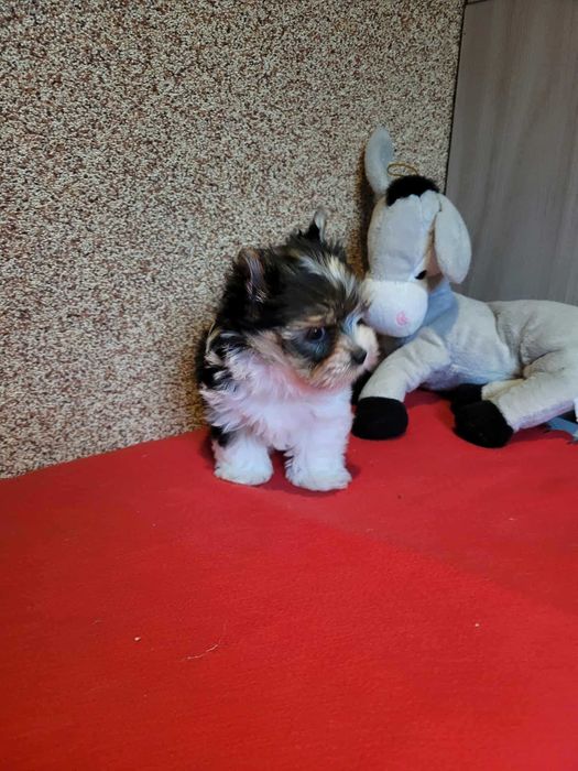 Yorkshireterrier szczeniaczek piesek miniaturka