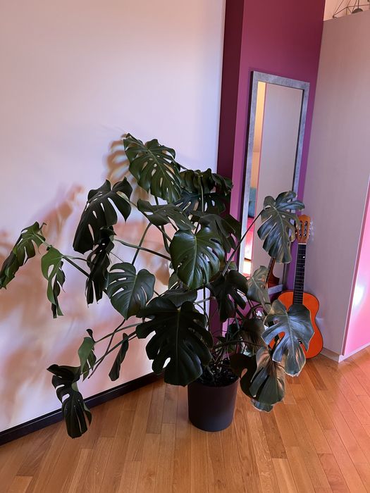 Kwiaty doniczkowe domowe