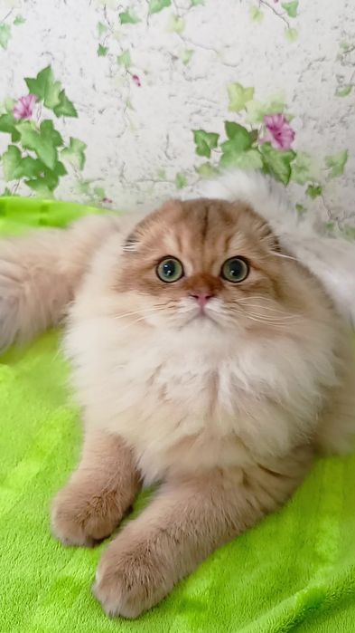 Дуже гарний котик золота шиншила Хайленд