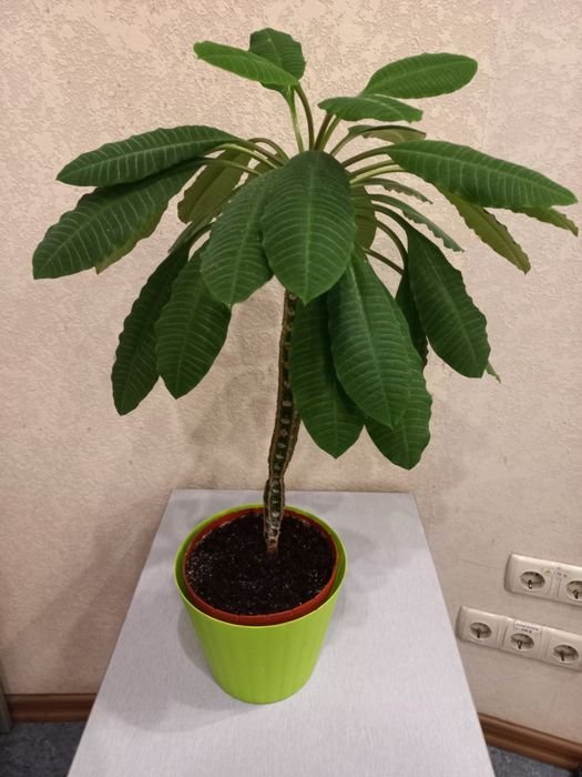 Кімнатні рослини. Квіти