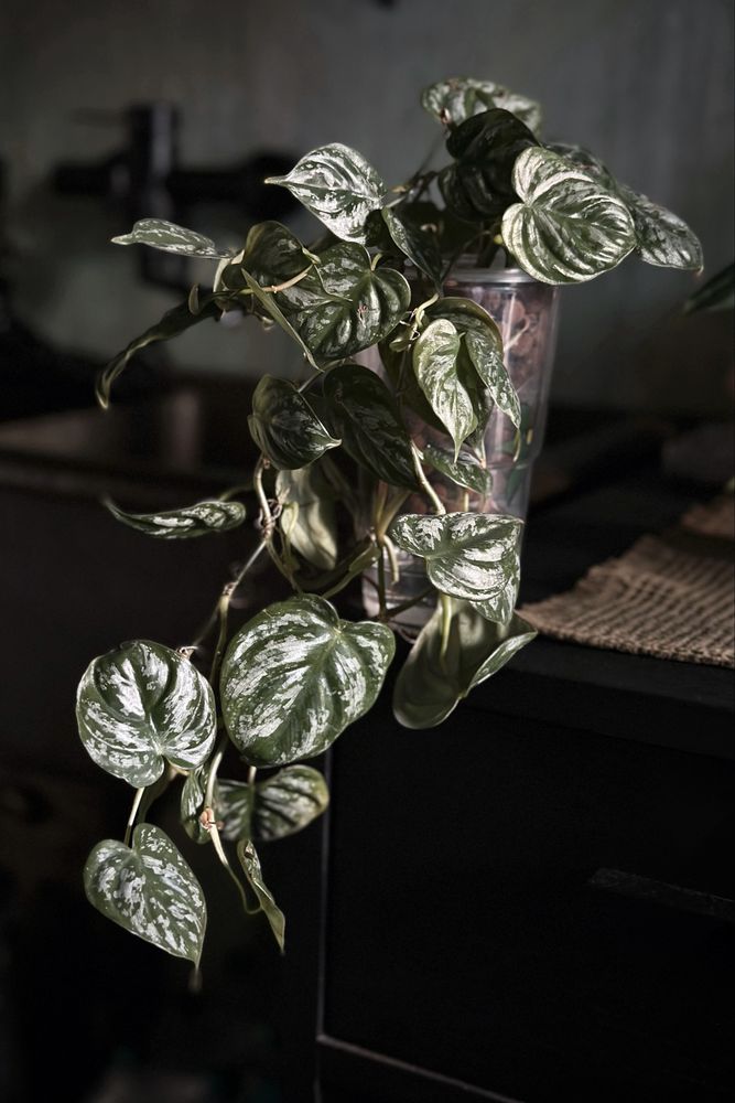 Philodendron brandtianum - drobnolistny Filodendron, srebrzysty splash