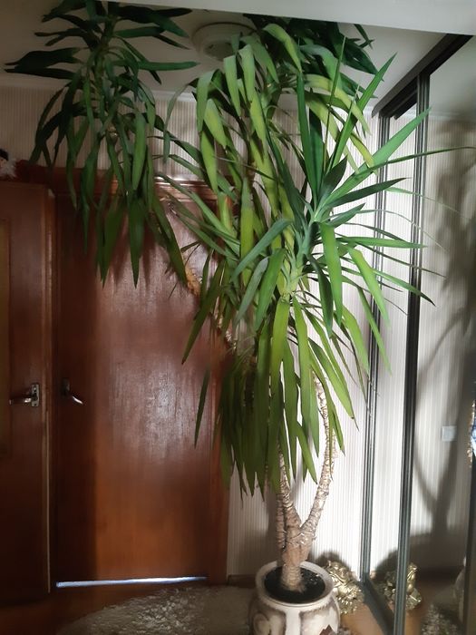 Продам  розкішну юкку