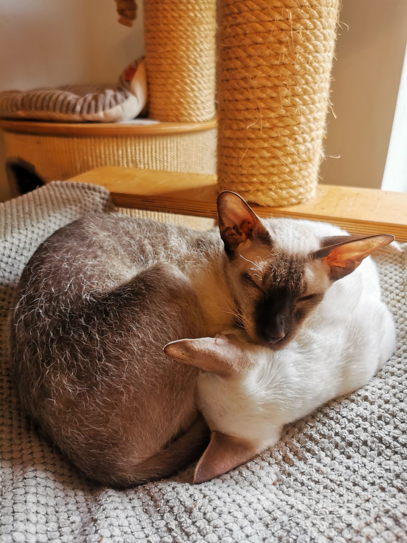 Peterbald koteczka dorosła gotowa do zmiany domku